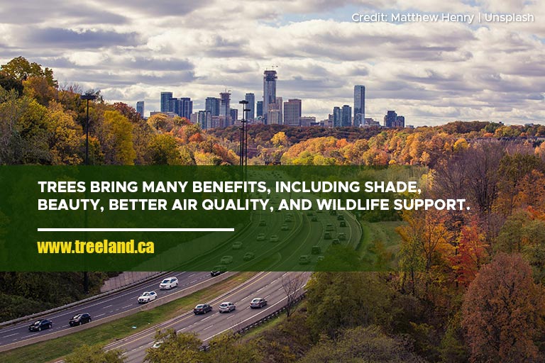 Trees bring many benefits, including shade, beauty, better air quality, and wildlife support. In growing urban areas like the GTA, planting trees helps harmonize nature with development. 