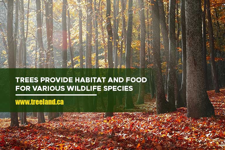 Trees provide habitat and food for various wildlife species