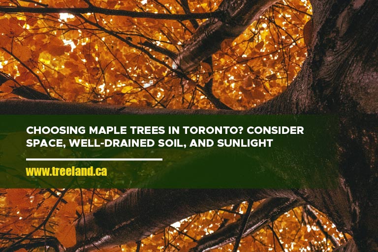 Choosing maple trees in Toronto Consider space, well-drained soil, and sunlight