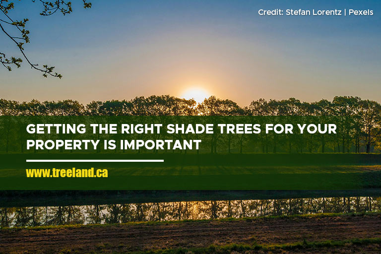 Getting the right shade trees for your property is important