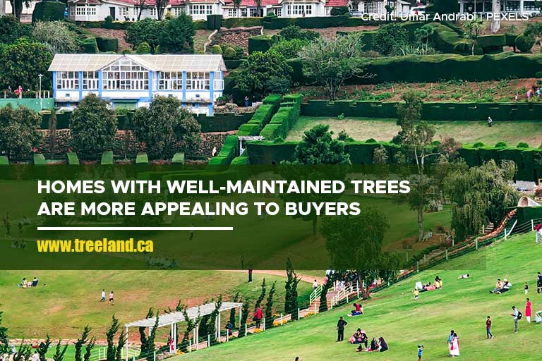 Homes with well-maintained trees are more appealing to buyers