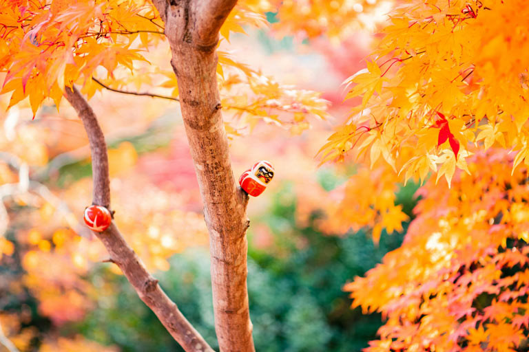 Maple Trees for Sale in Toronto: Unveiling the Hidden Benefits of Sugar Maples for Syrup Production