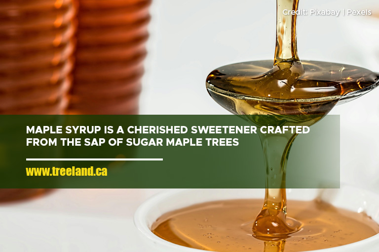 Maple syrup is a cherished sweetener crafted from the sap of sugar maple trees