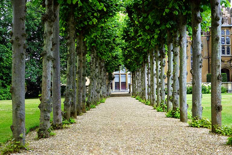 Maximize Privacy and Value: Discover the Benefits of Trees Over Fences