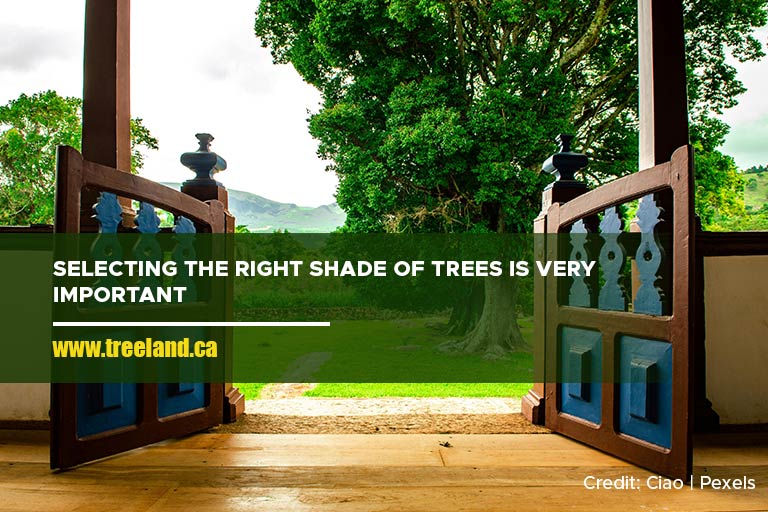 Selecting the right shade of trees is very important