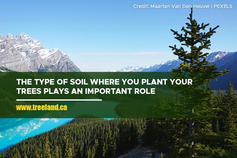 The type of soil where you plant your trees plays an important role