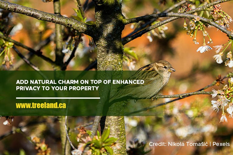 Add natural charm on top of enhanced privacy to your property