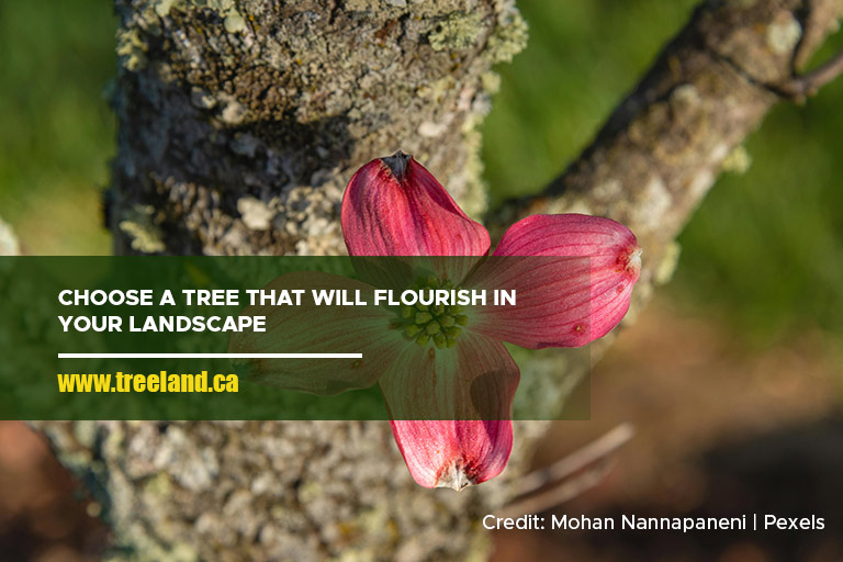 Choose a tree that will flourish in your landscape