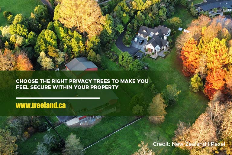 Choose the right privacy trees to make you feel secure within your property