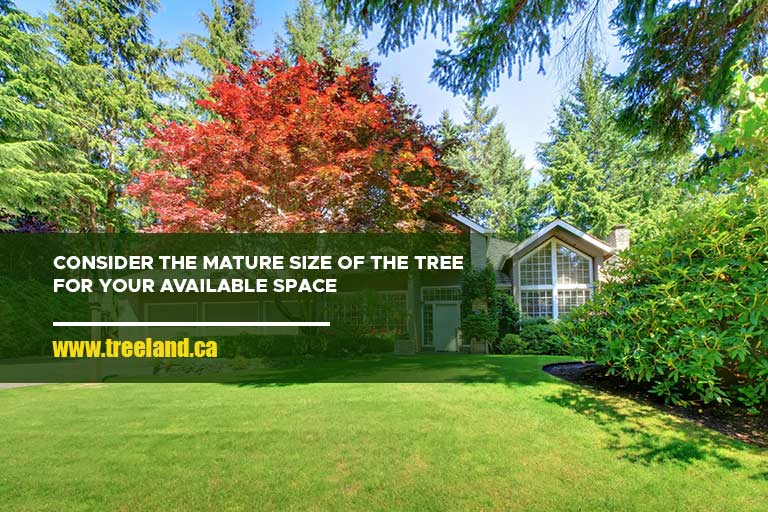 Consider the mature size of the tree for your available space