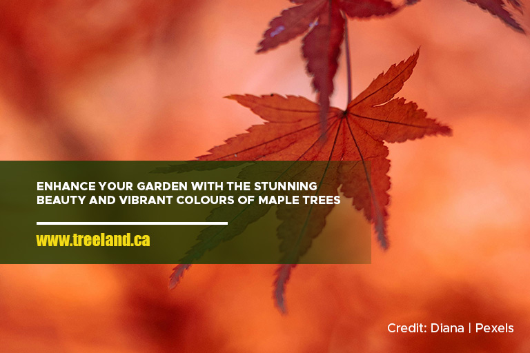 Enhance your garden with the stunning beauty and vibrant colours of maple trees.