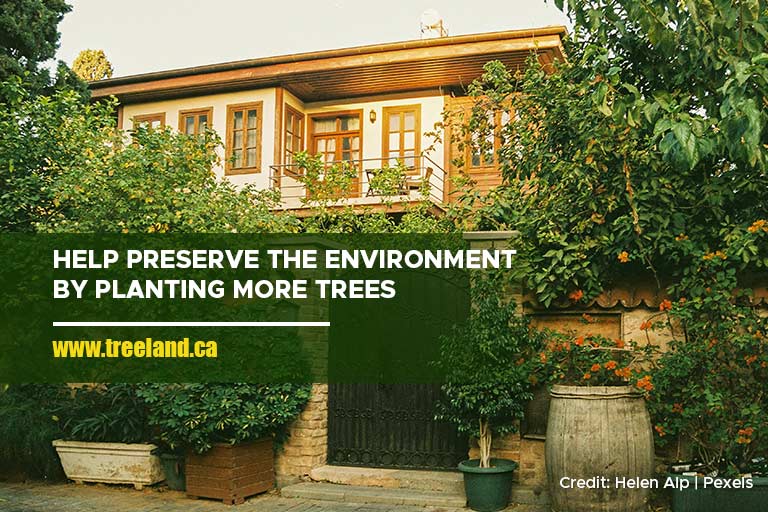 Help preserve the environment by planting more trees