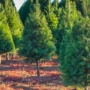 How to Care for Your Newly Purchased Evergreen Tree: Essential Tips for Healthy Growth