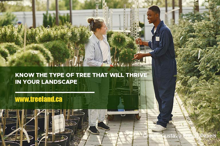 Know the type of tree that will thrive in your landscape