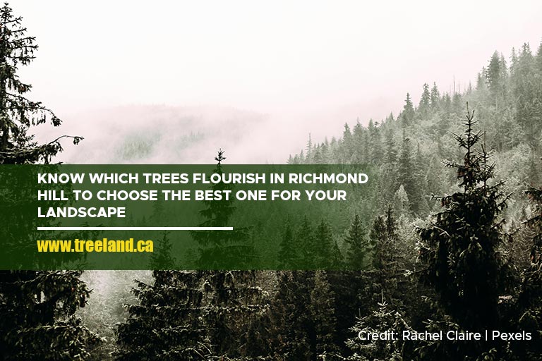 Know which trees flourish in Richmond Hill to choose the best one for your landscape.