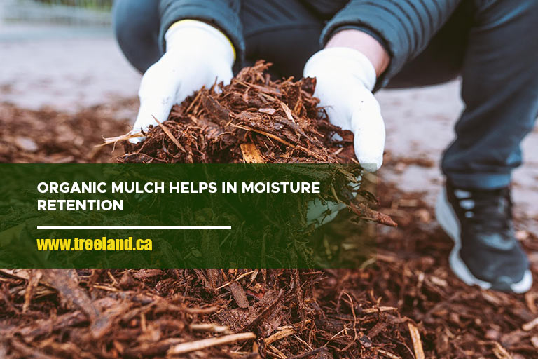 Organic mulch helps in moisture retention