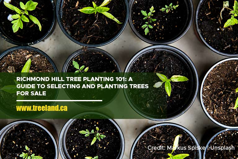 Richmond Hill Tree Planting 101 A Guide to Selecting and Planting