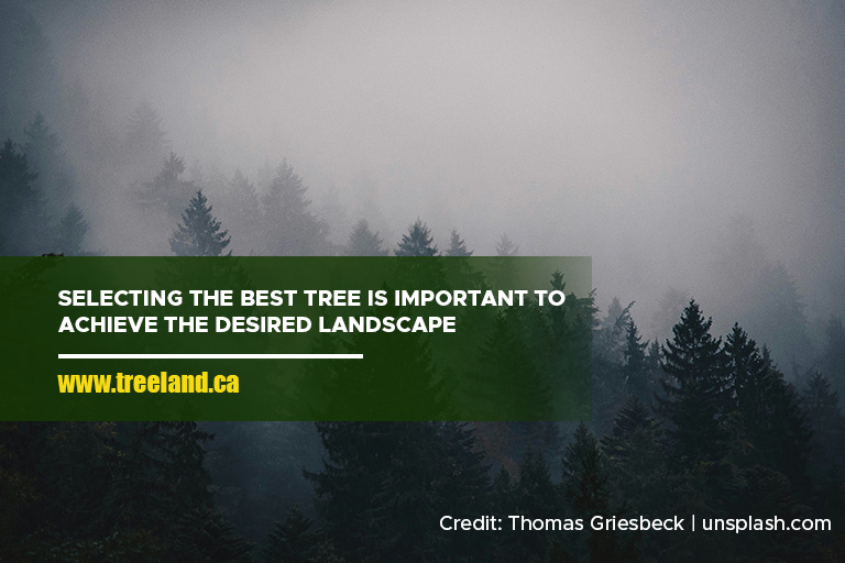 Selecting the best tree is important to achieve the desired landscape