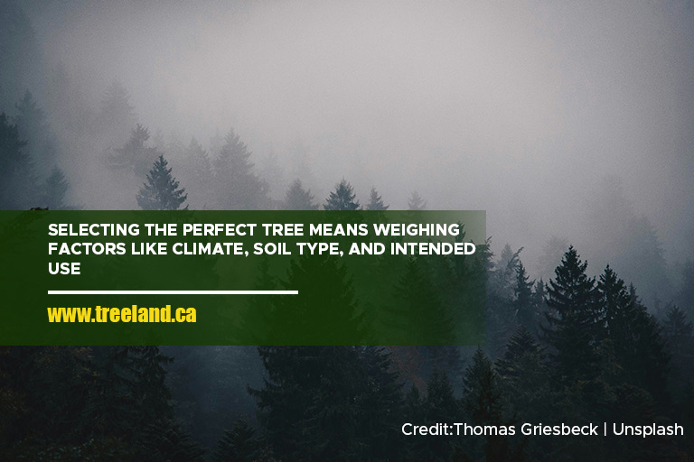 Selecting the perfect tree means weighing factors like climate, soil type, and intended use