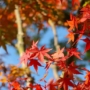 The Complete Guide to Choosing the Right Maple Tree for Your Landscape: Key Considerations and Tips