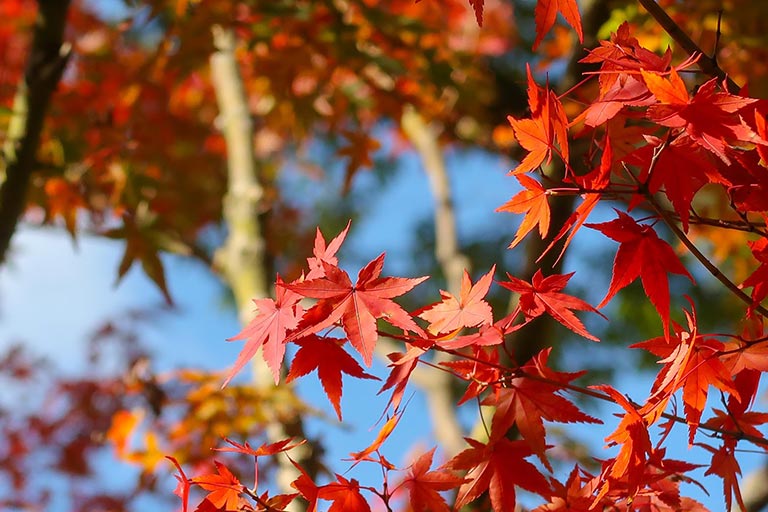 The Complete Guide to Choosing the Right Maple Tree for Your Landscape: Key Considerations and Tips