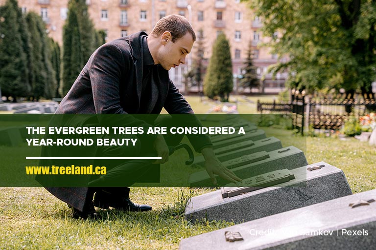 The evergreen trees are considered a year-round beauty