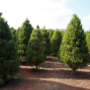 Essential Steps Before You Buy from a Tree Farm