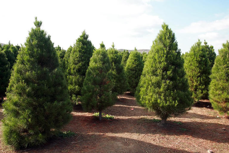 Essential Steps Before You Buy from a Tree Farm