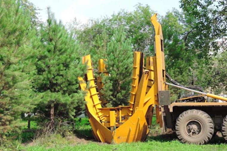 How to Choose the Right Time of Year for Tree Moving: A Seasonal Guide ...