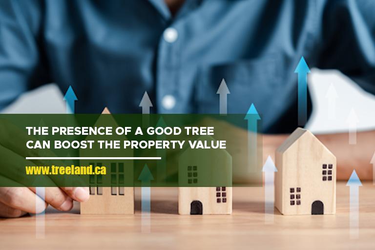 The presence of a good tree can boost the property value