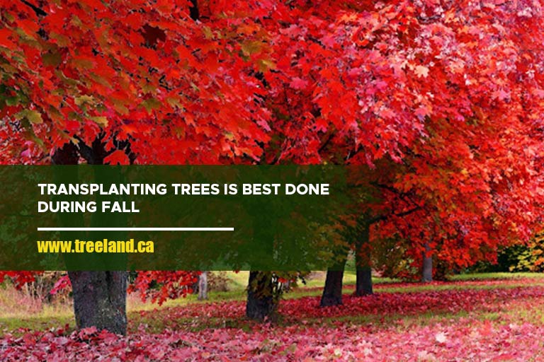 Transplanting trees is best done during fall