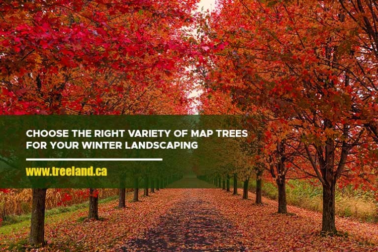 Top Winter Landscaping Ideas with Maple Trees in Toronto - Caledon Treeland