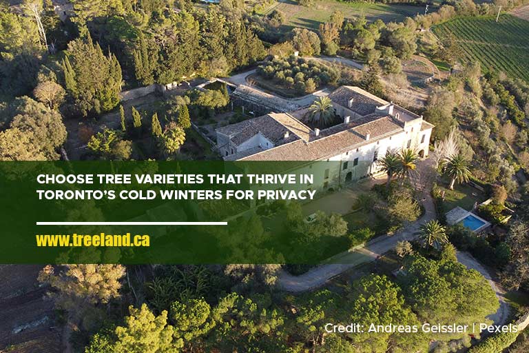 Choose tree varieties that thrive in Toronto’s cold winters for privacy