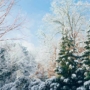 Enhance Your Property’s Aesthetic This Winter with Sustainable Privacy Trees