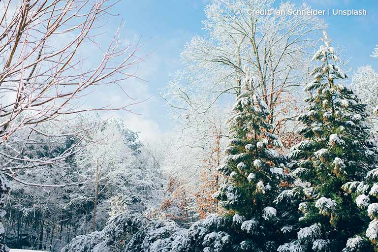 Enhance Your Property’s Aesthetic This Winter with Sustainable Privacy Trees