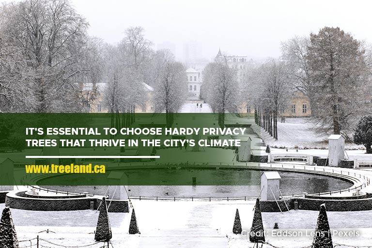 It's essential to choose hardy privacy trees that thrive in the city’s climate.