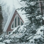 Why Winter is the Perfect Time to Invest in Privacy Trees for Your Property