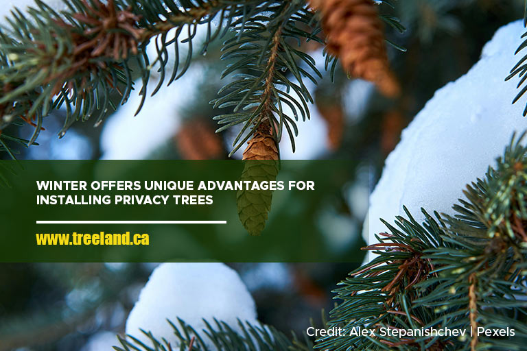 Winter offers unique advantages for installing privacy trees