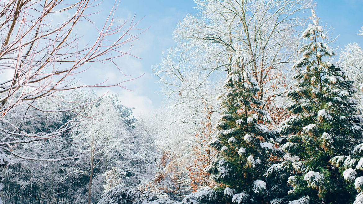 Enhance Your Property’s Value This Winter with Mature Privacy Trees