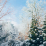 Enhance Your Property’s Value This Winter with Mature Privacy Trees