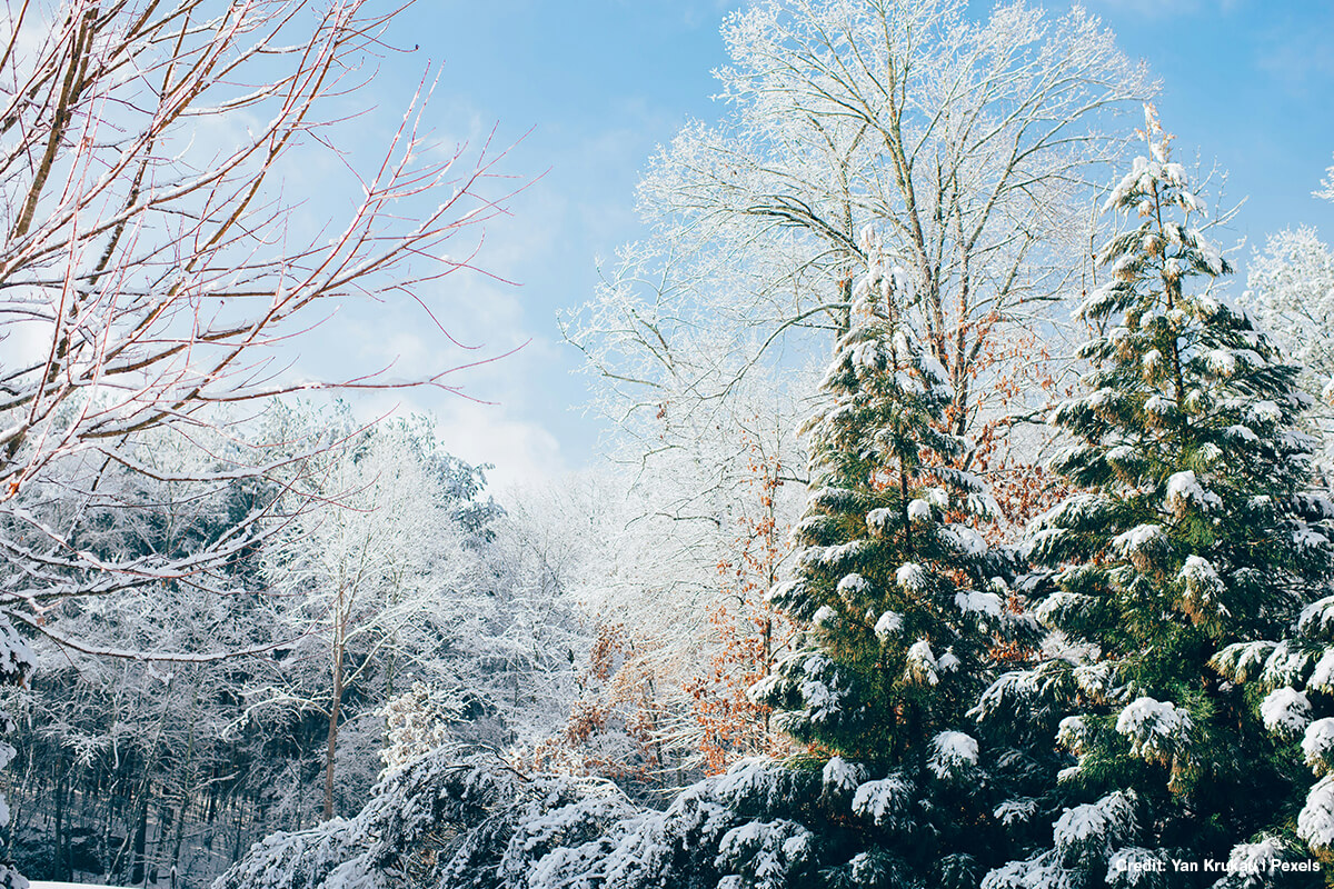 Enhance Your Property’s Value This Winter with Mature Privacy Trees