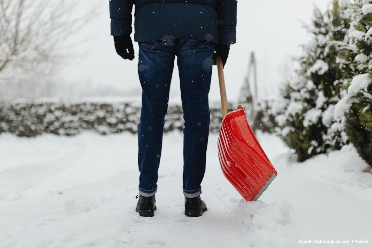 Planting trees in winter lets them establish a strong root system while dormant 