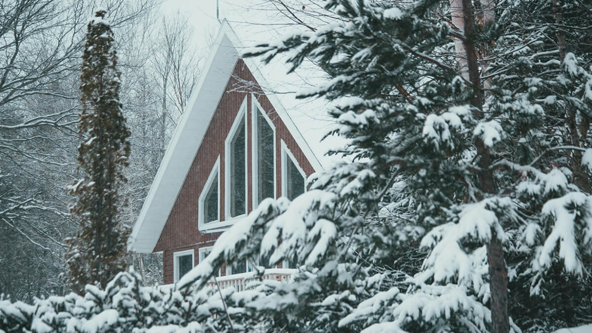 Why Winter is the Perfect Time to Invest in Privacy Trees for Your Property