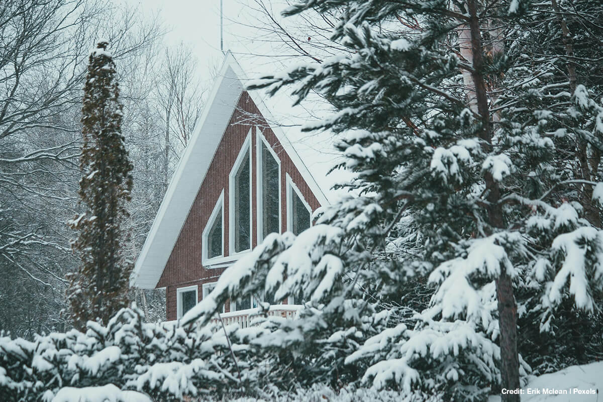 Why Winter is the Perfect Time to Invest in Privacy Trees for Your Property