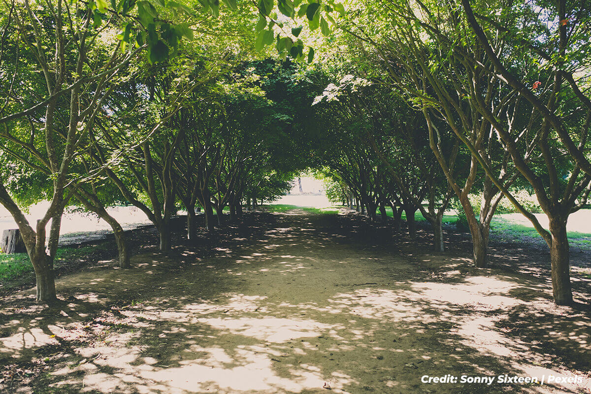 Beat the Heat: Cool Your Home Naturally with Shade Trees