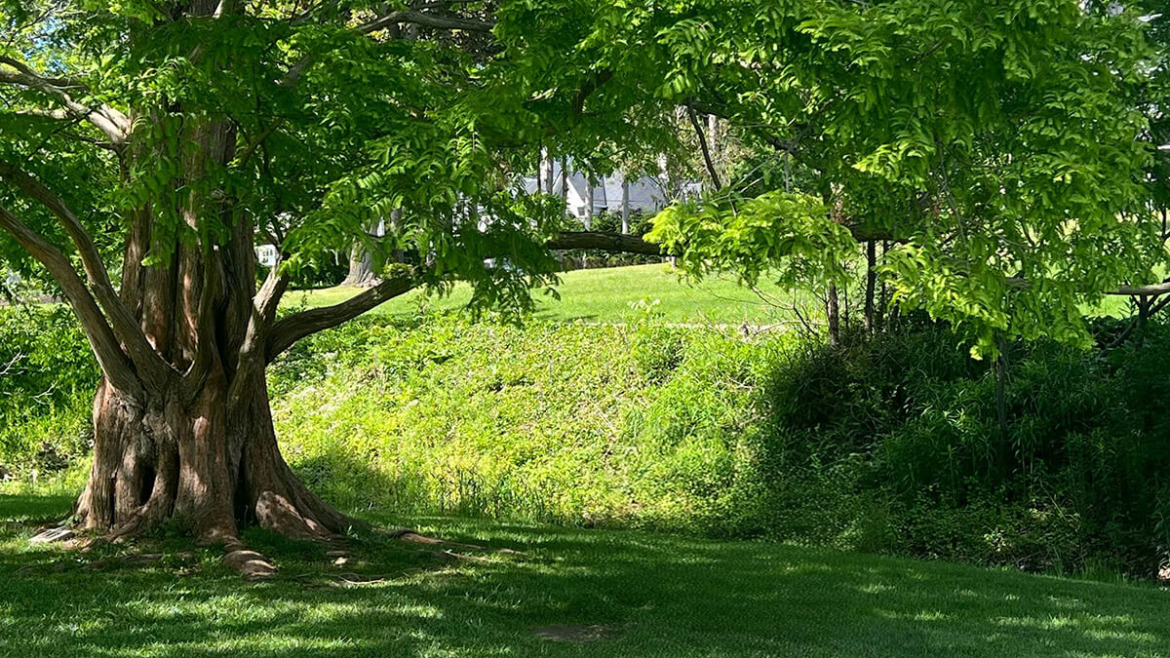 Boost Curb Appeal & Property Value: Enhance Your Home with Beautiful Privacy Trees