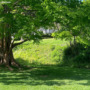 Boost Curb Appeal & Property Value: Enhance Your Home with Beautiful Privacy Trees