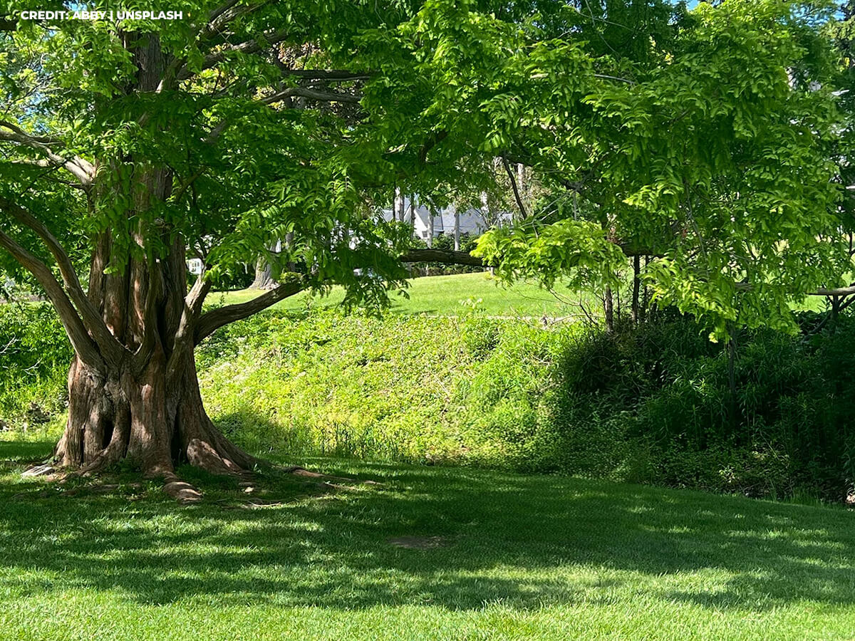 Boost Curb Appeal & Property Value: Enhance Your Home with Beautiful Privacy Trees