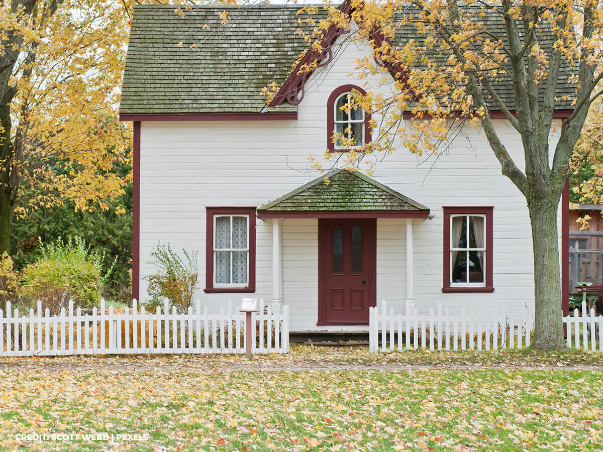 Breathe Easier: How Trees Naturally Purify the Air Around Your Home