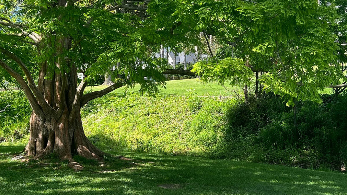 Lower Bills, Cooler Days: Invest in Shade Trees for Your Property